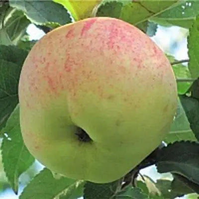 Яблоня ЛЕТНЕЕ СЛАДКОЕ в Жлобине