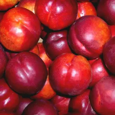 Нектарин МЕДВЕДЕВСКИЙ в Жлобине