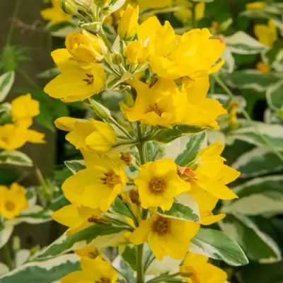 Вербейник АЛЕКСАНДР точечный в Жлобине