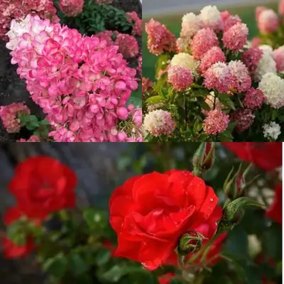 Комплект РОЗОВЫЙ ЗАКАТ в Жлобине