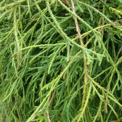 Кипарисовик ФИЛИФЕРА НАНА горохоплодный  в Жлобине