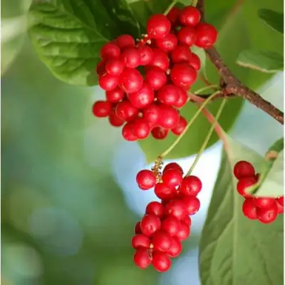 Лимонник ДЕБЮТ китайский в Жлобине