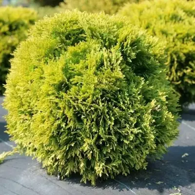 Туя ДАВИД западная в Жлобине