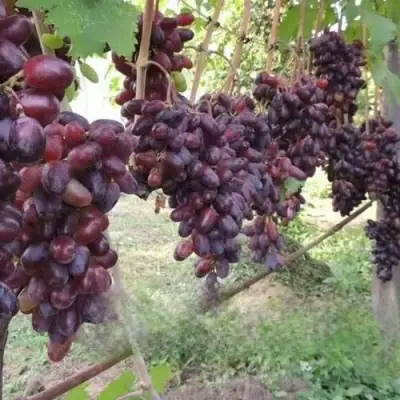 Виноград БАЙКОНУР в Жлобине
