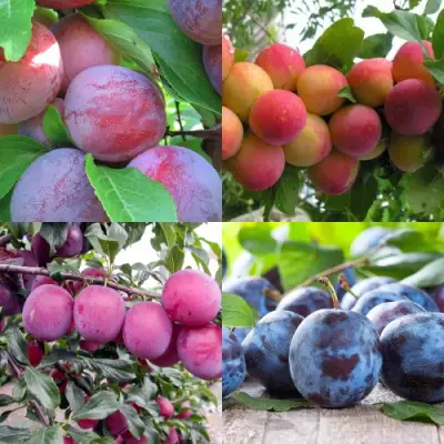 Комплект СЛИВОВЫЙ САД в Жлобине