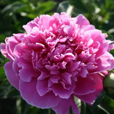 Пион ГОЛУБАЯ ХРИЗАНТЕМА травянистый в Жлобине