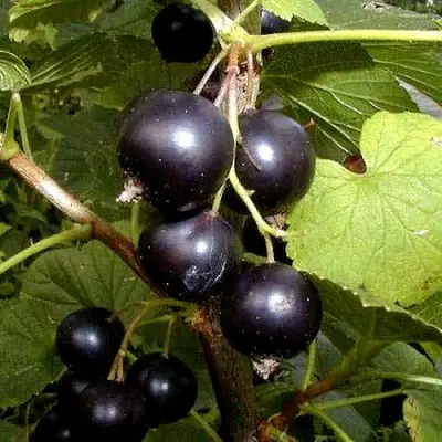 Смородина чёрная БИНАР в Жлобине