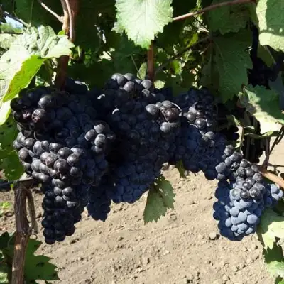 Виноград ДЕНИСОВСКИЙ в Жлобине