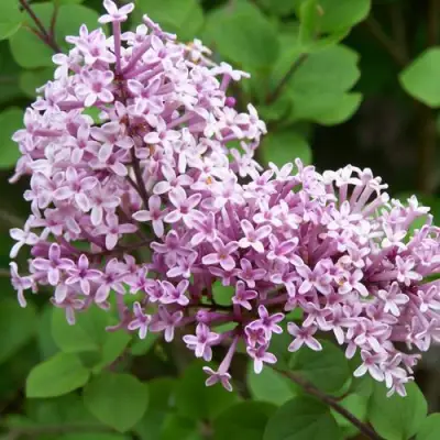 Сирень ПАЛИБИН  в Жлобине