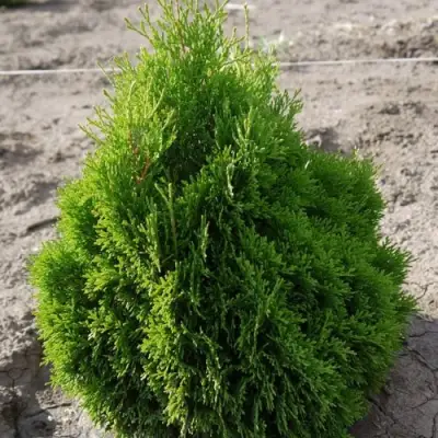 Туя МИКИ западная в Жлобине