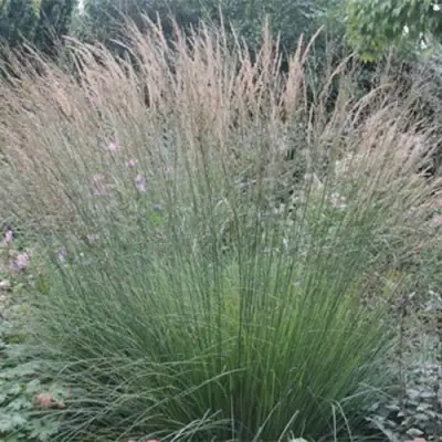 Молиния ХАЙДЕБРАУТ голубая в Жлобине