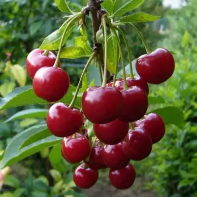 Вишня ВЯНОК в Жлобине