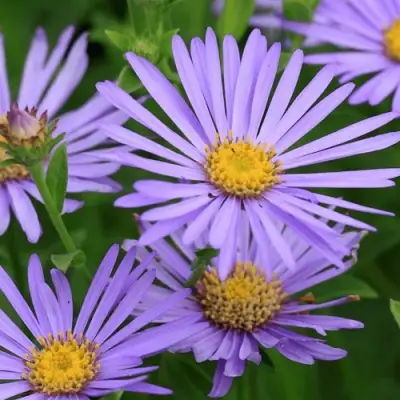 Астра ЛЕДИ ИН БЛЮ в Жлобине