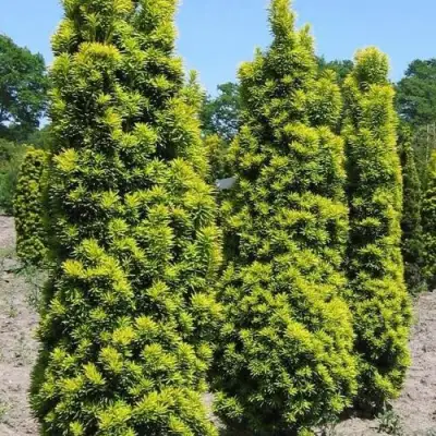 Тис ДАВИД ягодный в Жлобине