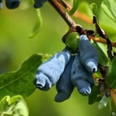 Жимолость съедобная ПУШКИНСКАЯ в Жлобине