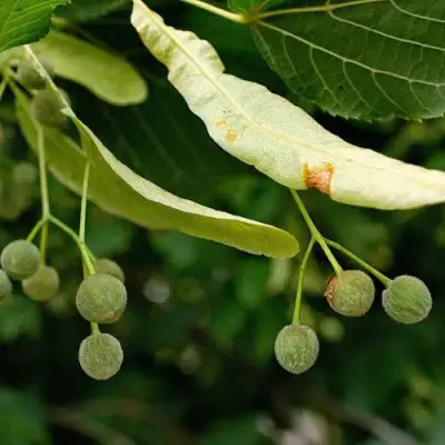 Липа сердцевидная в Жлобине