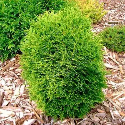 Туя ВОТЕРФИЛД западная в Жлобине