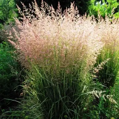 Молиния ФОНТЕЙН тростниковая в Жлобине