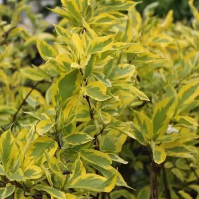 Дерен ШПЕТА белый в Жлобине