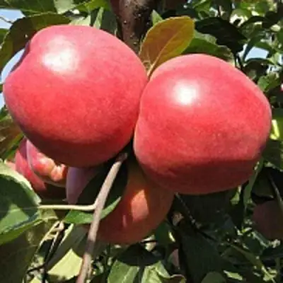 Яблоня ЗАСЛАВСКОЕ в Жлобине