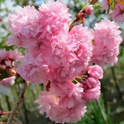 Сакура КИКУ ШИДАРЕ в Жлобине