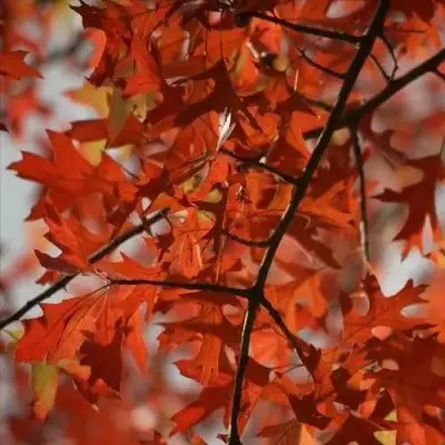 Дуб болотный в Жлобине