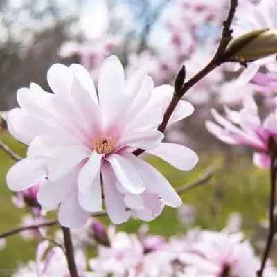 Магнолия РОЗЕЯ в Жлобине