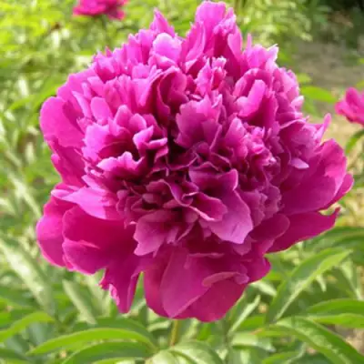 Пион КИТАЙСКИЙ ШЕЛК травянистый в Жлобине