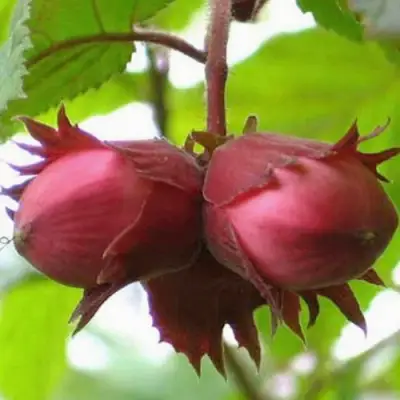 Фундук АЙВЕНГО в Жлобине
