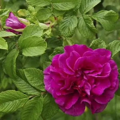 Шиповник ХАНСА в Жлобине