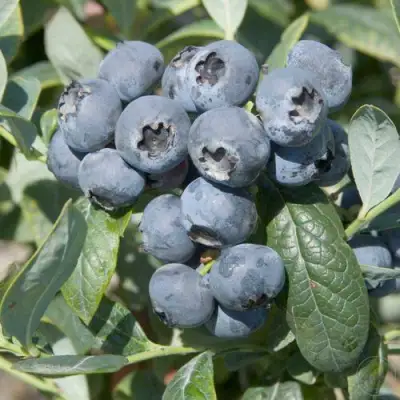 Голубика БРИГИТТА в Жлобине