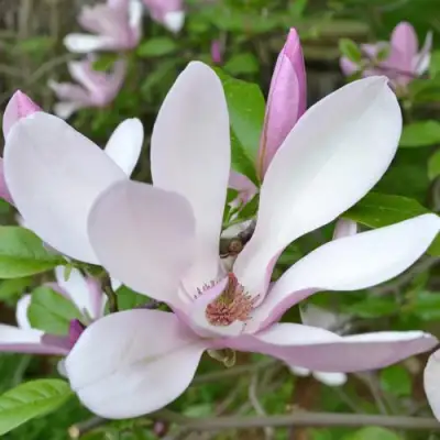 Магнолия ДЖОРДЖ ГЕНРИ КЕРН в Жлобине