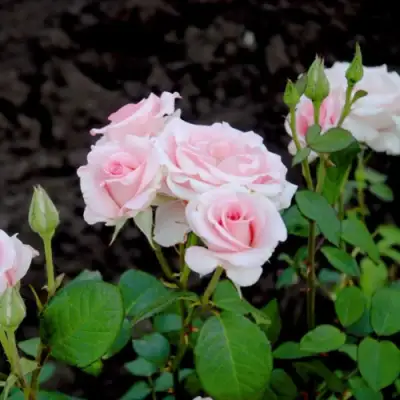 Роза ФЛАМИНГО чайно-гибридная в Жлобине