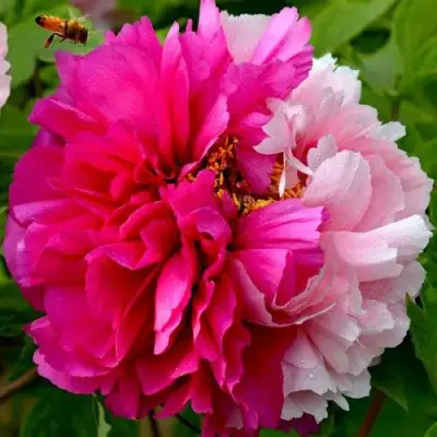 Пион ДВЕ СЕСТРЫ древовидный в Жлобине