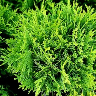 Туя ДАНИКА западная в Жлобине