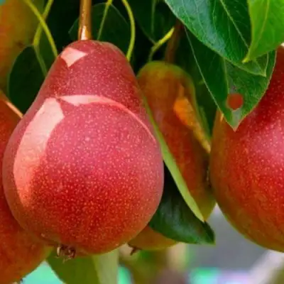 Груша ГЕРА в Жлобине