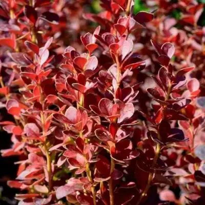 Барбарис ВУЛКАНО тунберга в Жлобине