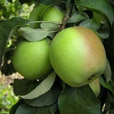 Яблоня ПАМЯТЬ СИКОРЫ в Жлобине