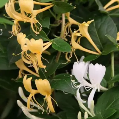 Жимолость ХАЛЛИАНА японская (Хелиана) в Жлобине