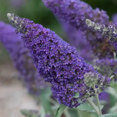 Буддлея НАНО ПЕРПЛ  в Жлобине