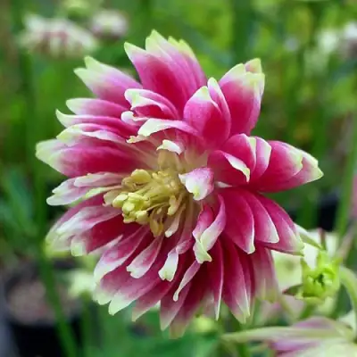 Аквилегия БАРЛОУ НОРА гибрид МакКаны в Жлобине