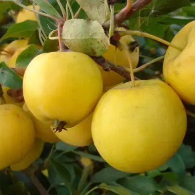 Яблоня УРАЛЬСКОЕ НАЛИВНОЕ в Жлобине