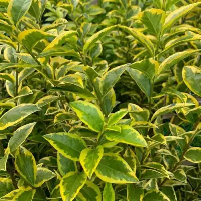 Бирючина АУРЕУМ овальнолистная в Жлобине