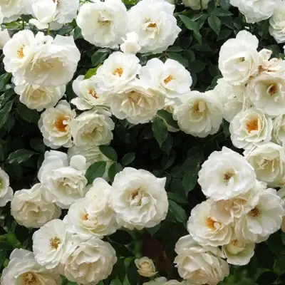 Роза АЙСБЕРГ флорибунда в Жлобине