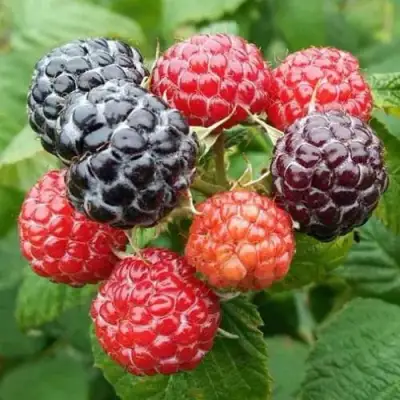 Малина БРИСТОЛЬ в Жлобине