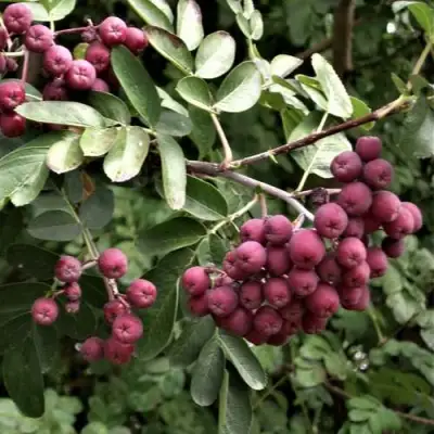 Рябина ДЕСЕРТНАЯ МИЧУРИНА сладкоплодная в Жлобине