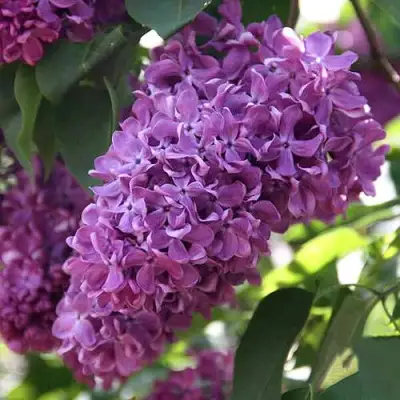 Сирень КАПИТАН ГАСТЕЛЛО в Жлобине