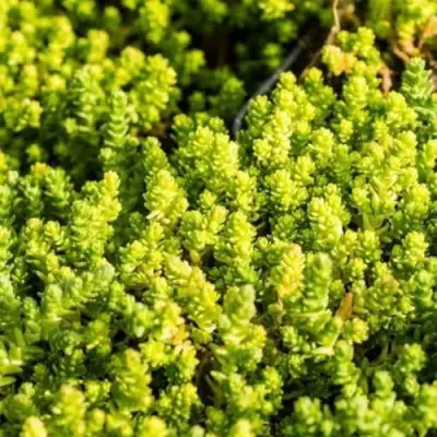 Очиток (седум) ЙЕЛЛОУ КВИН едкий в Жлобине