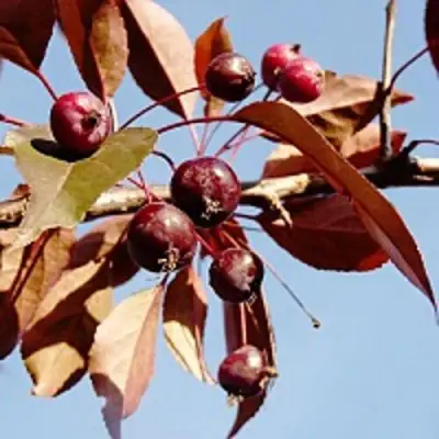 Яблоня РОЯЛТИ декоративная в Жлобине