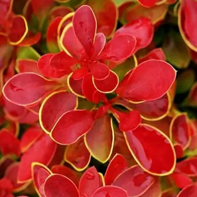 Барбарис КОРАЛ тунберга в Жлобине